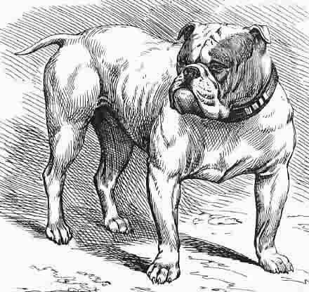 historia bulldog frances